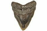 Bargain, 5.79" Fossil Megalodon Tooth - North Carolina - #199711-1